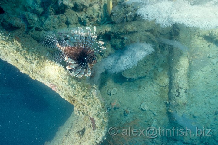 Lion fish.jpg - Lion fish by a hatch